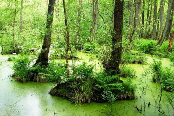 Зелёное болото. Опасная зона LMdQDR-8pSo